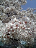 sakura_2005_1.jpg