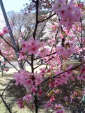 sakura_2005_2.jpg