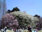 sakura_2005_3.jpg